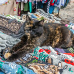 Russian Socks - Rechtstreeks uit het atelier